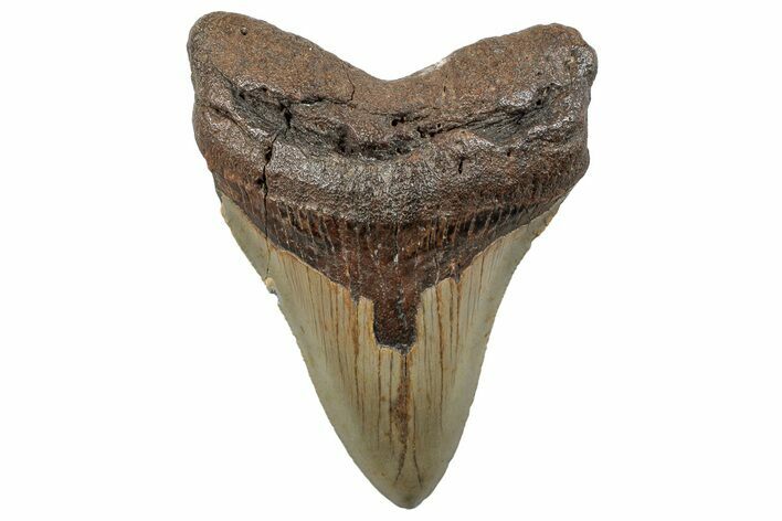 Serrated, Fossil Megalodon Tooth - Repaired #251276